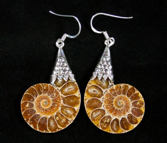 Ammonite Earrings #3156